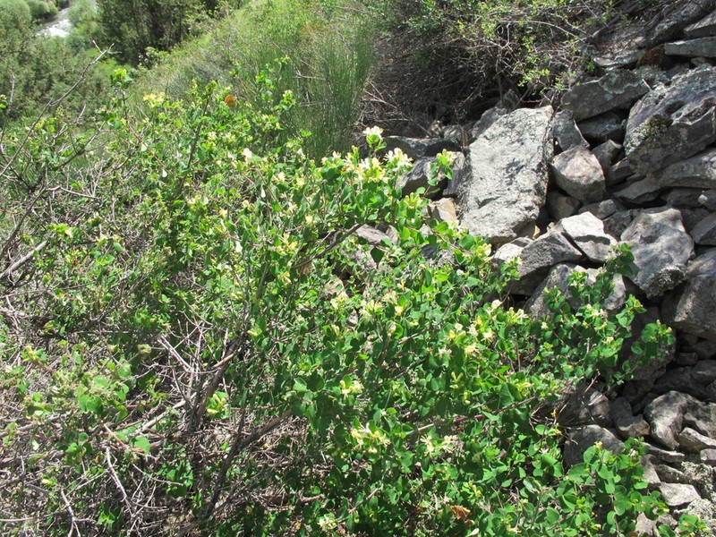 Lonicera iberica photo 6