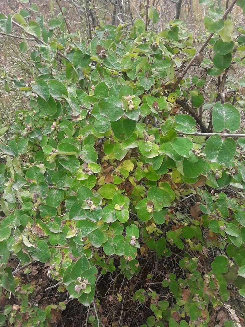 Lonicera iberica photo 7