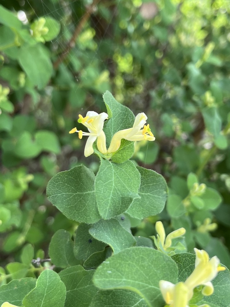 Lonicera iberica photo 8