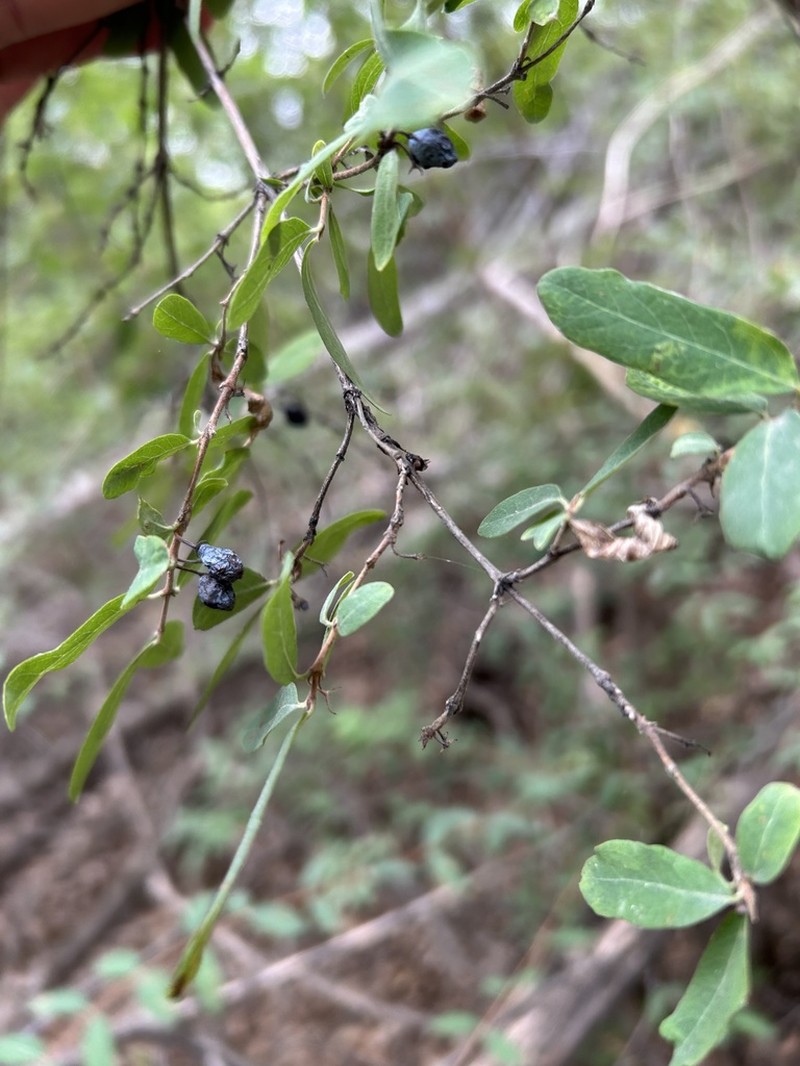 Lonicera iliensis