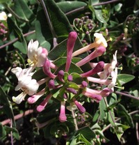 Lonicera implexa