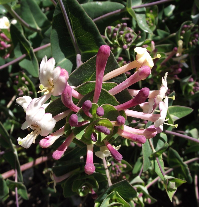 Lonicera implexa