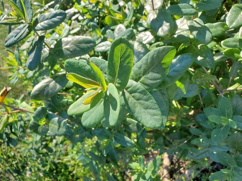 Lonicera implexa photo 2