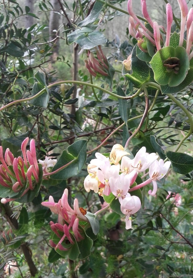 Lonicera implexa photo 3