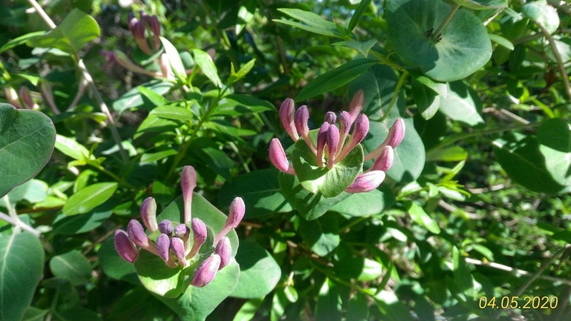 Lonicera implexa photo 4