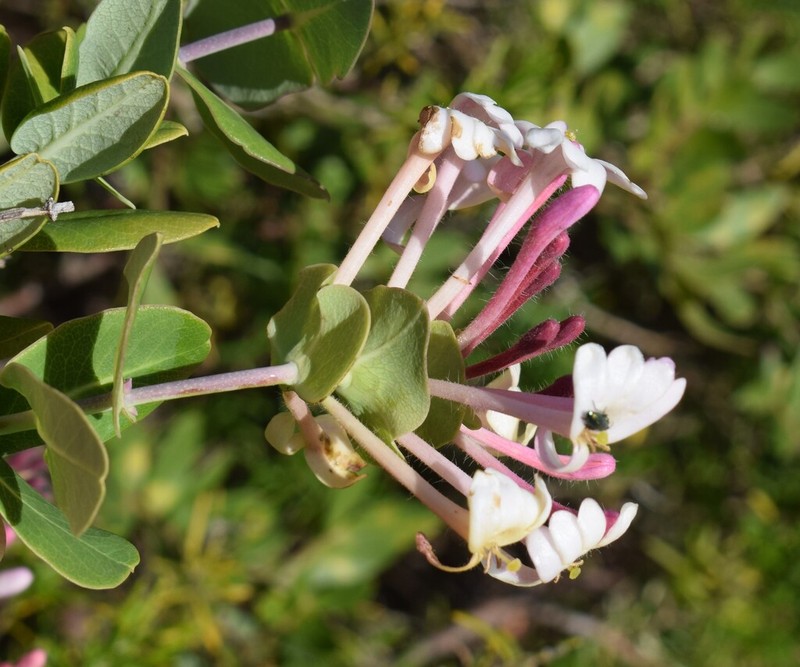 Lonicera implexa photo 6