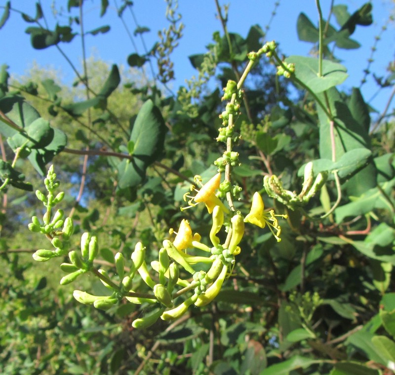 Chaparral Honeysuckle