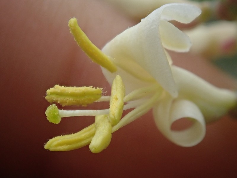 Chaparral Honeysuckle photo 5