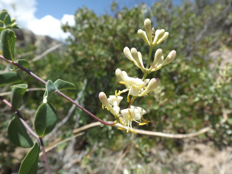 Chaparral Honeysuckle photo 6