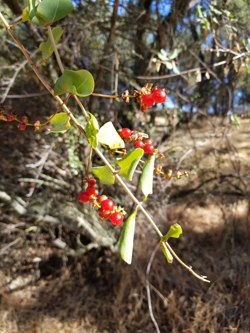 Chaparral Honeysuckle photo 7