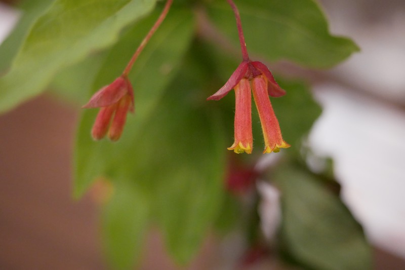 Twinberry Honeysuckle photo 5