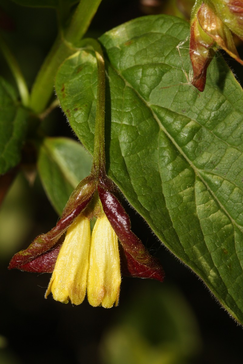Twinberry Honeysuckle photo 2
