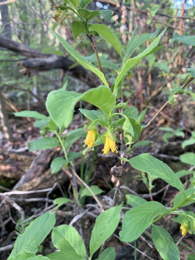 Twinberry Honeysuckle photo 5