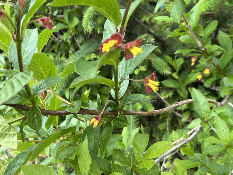Twinberry Honeysuckle photo 6