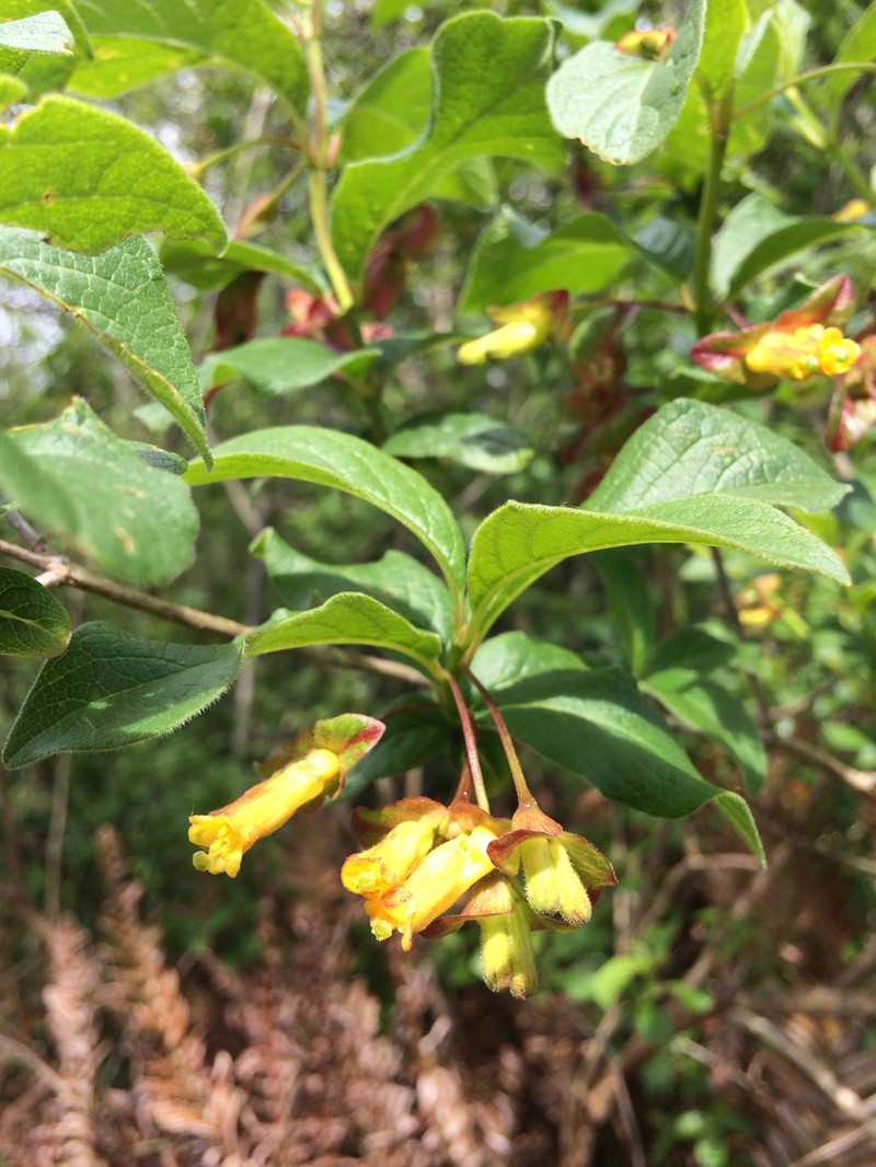 Twinberry Honeysuckle photo 7