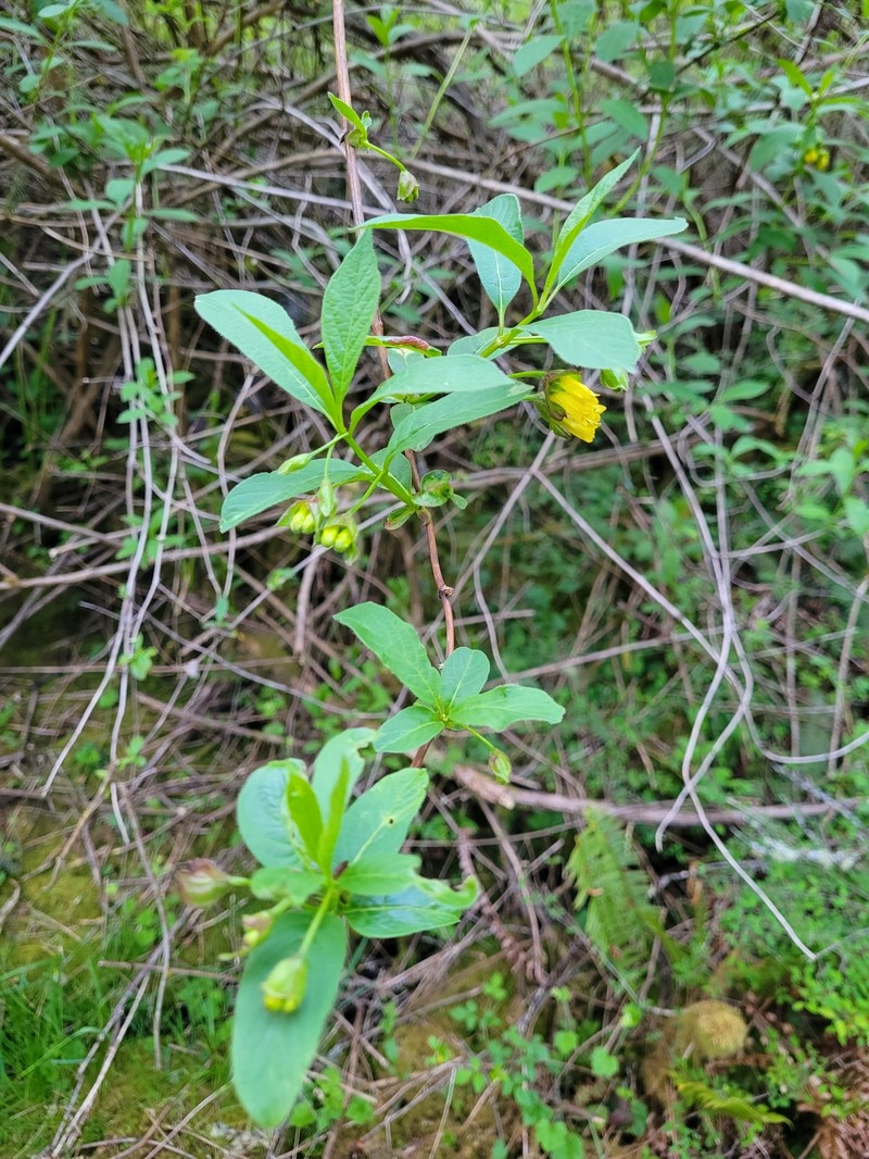 Lonicera involucrata var. involucrata
