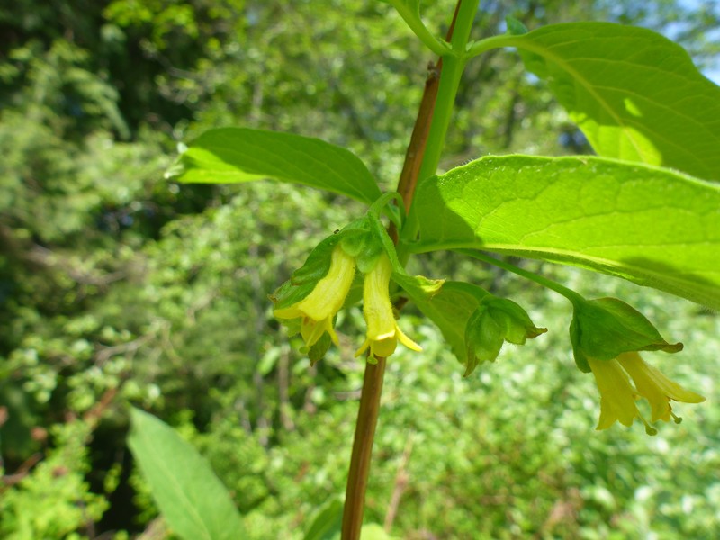 Lonicera involucrata var. involucrata photo 2