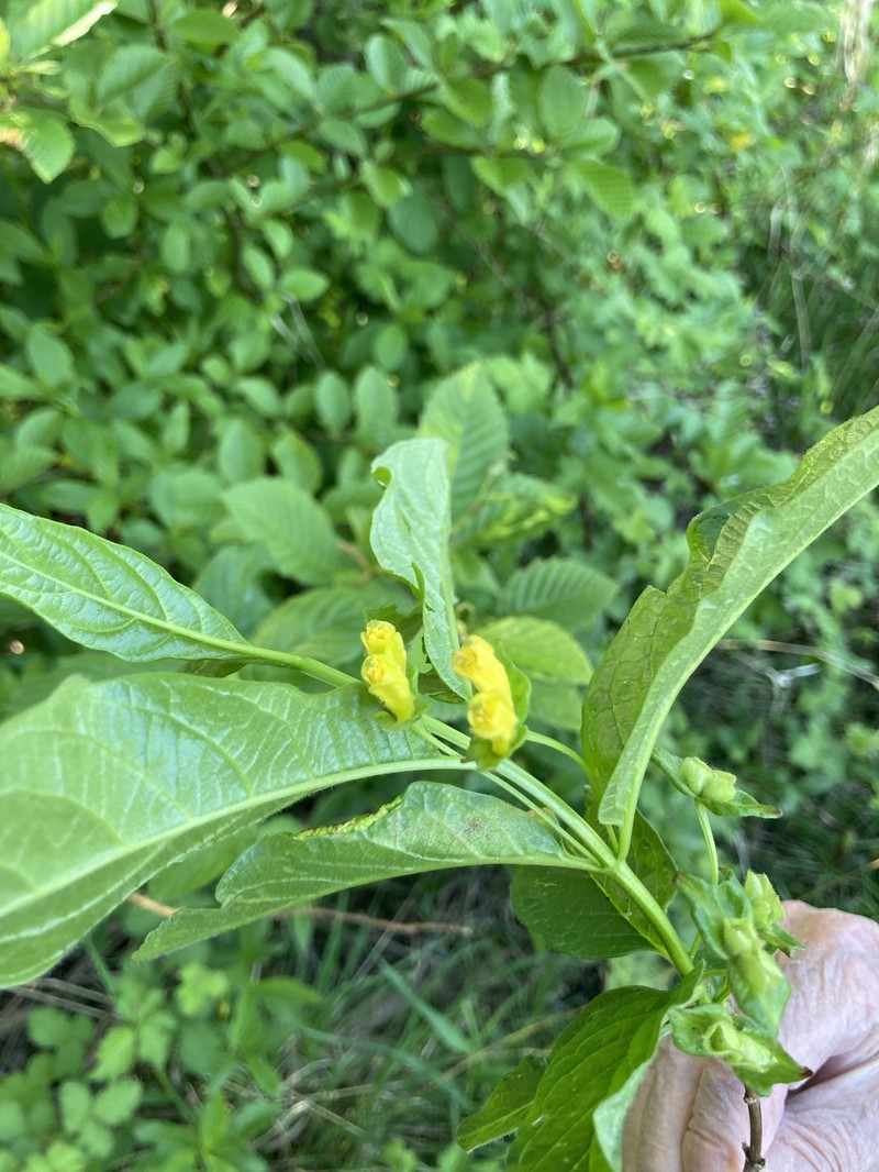 Lonicera involucrata var. involucrata photo 4