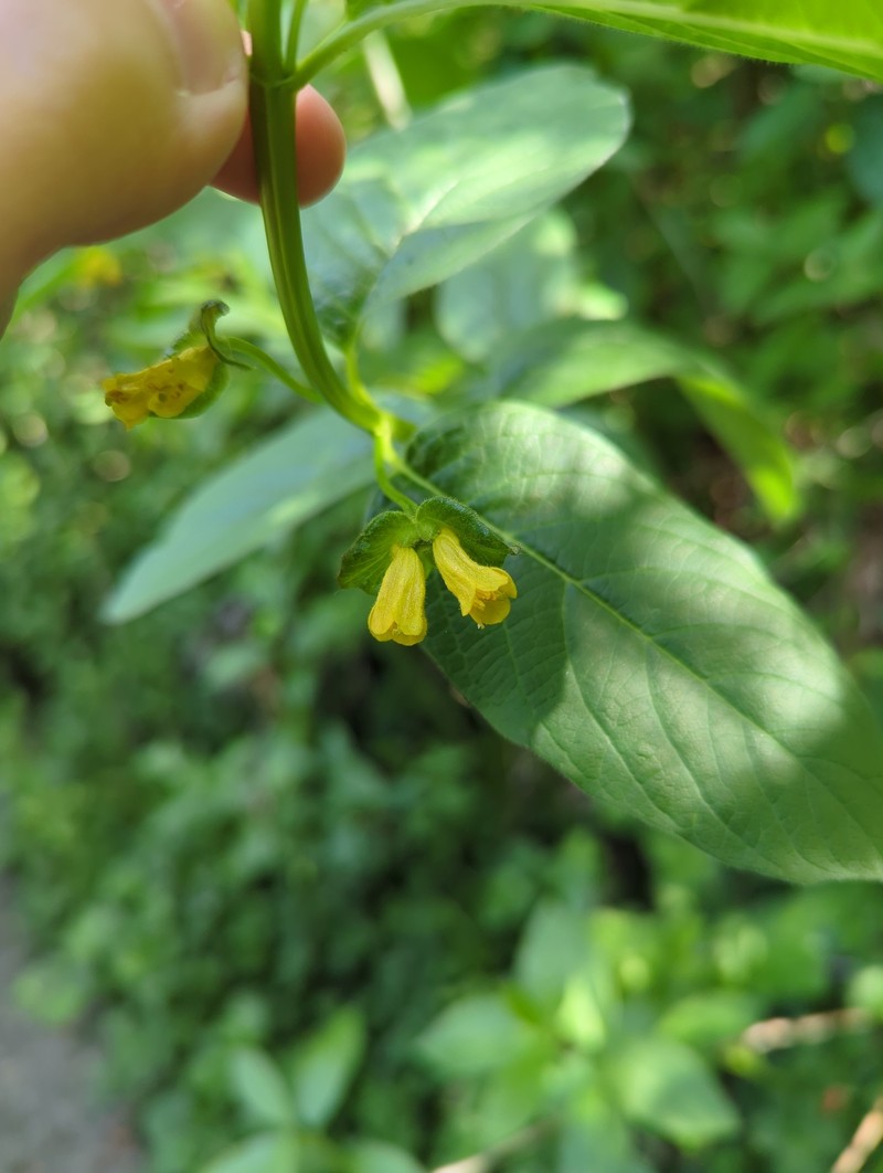 Lonicera involucrata var. involucrata photo 5