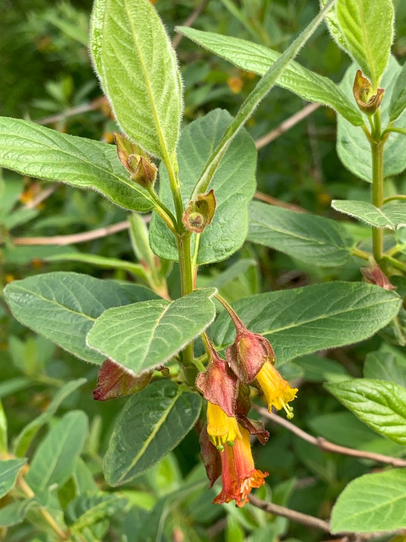Lonicera involucrata var. involucrata photo 6