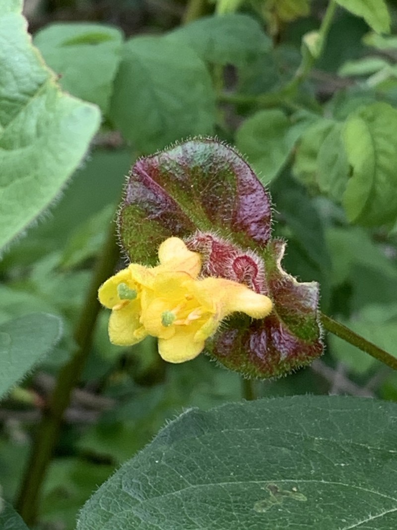 Lonicera involucrata var. involucrata photo 7