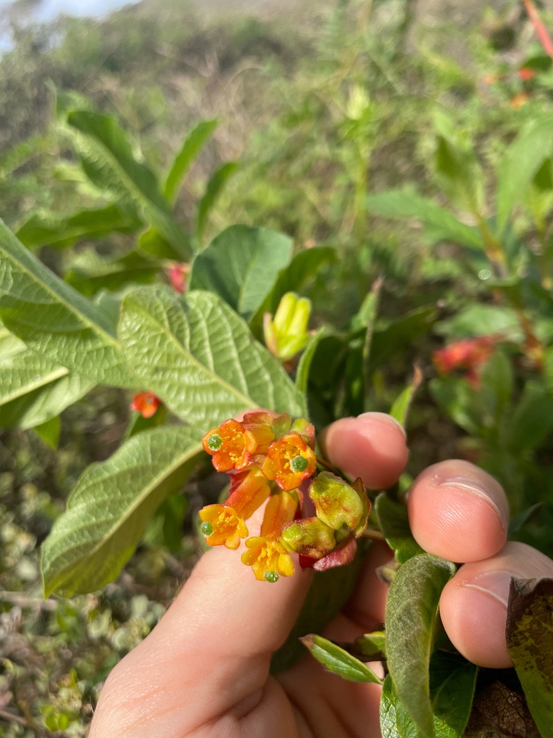 Lonicera involucrata var. ledebourii