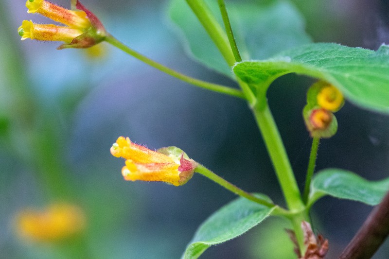 Lonicera involucrata var. ledebourii photo 2