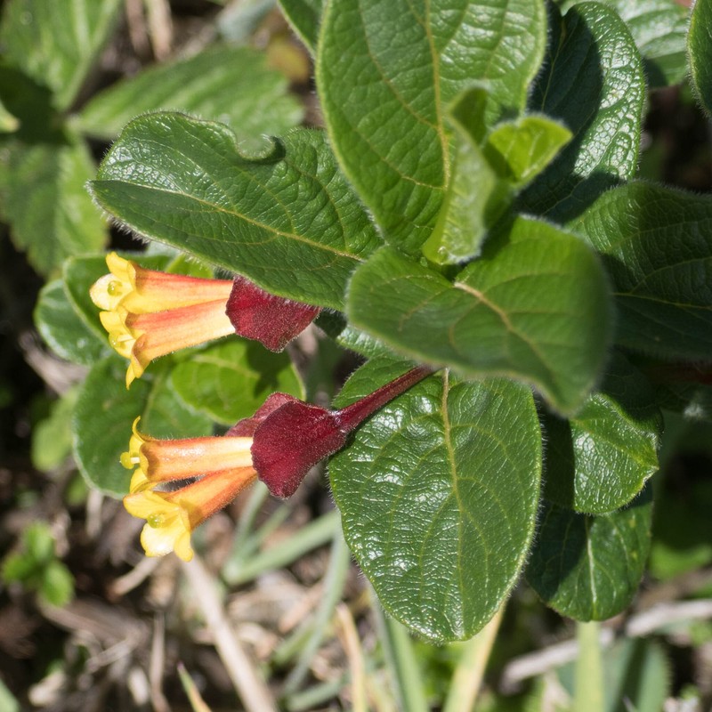 Lonicera involucrata var. ledebourii photo 3