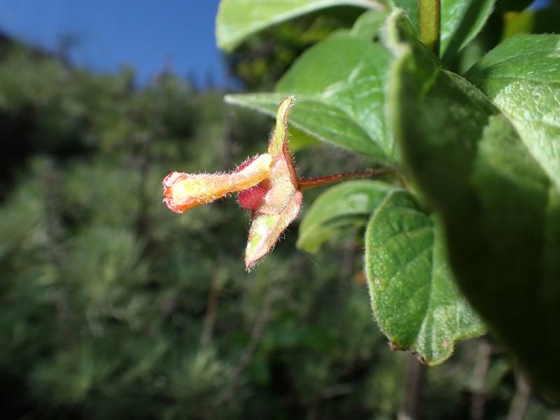 Lonicera involucrata var. ledebourii photo 4