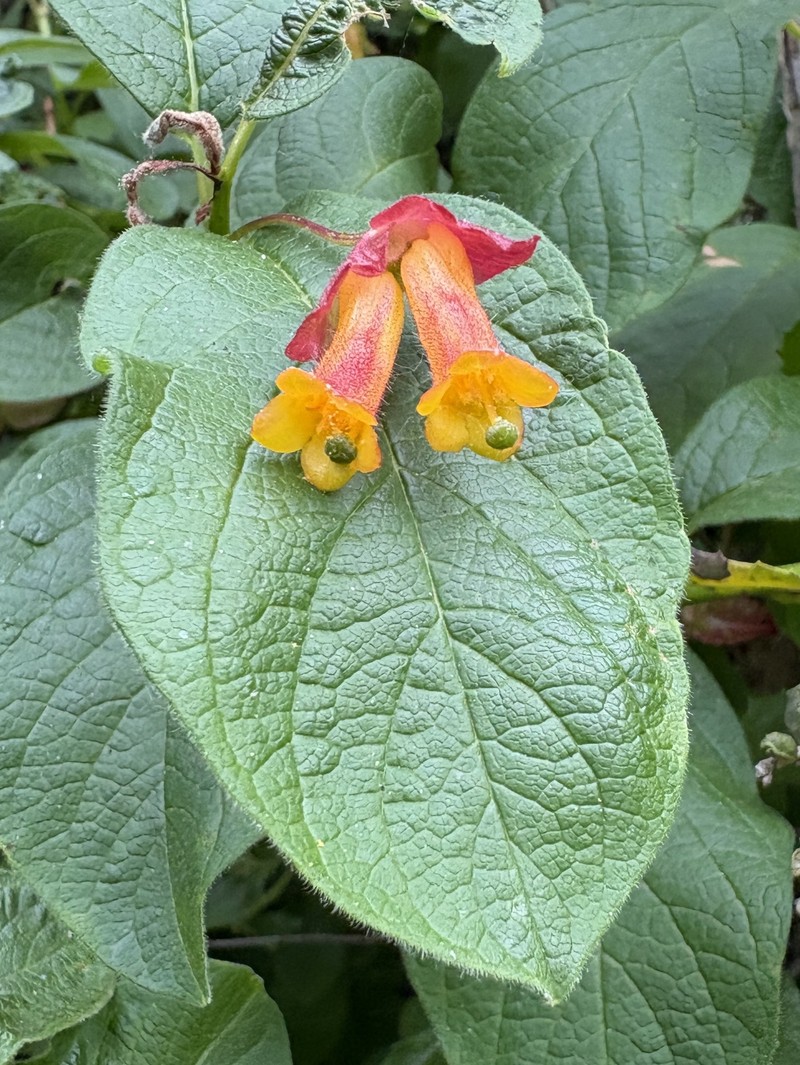 Lonicera involucrata var. ledebourii photo 5