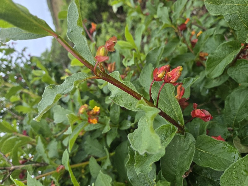 Lonicera involucrata var. ledebourii photo 6