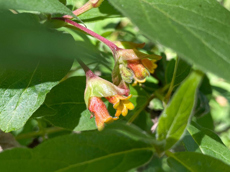 Lonicera involucrata var. ledebourii photo 7