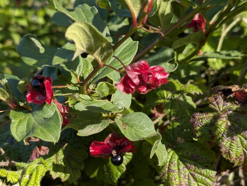 Lonicera involucrata var. ledebourii photo 8