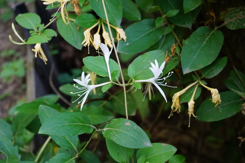 Japanese Honeysuckle photo 5