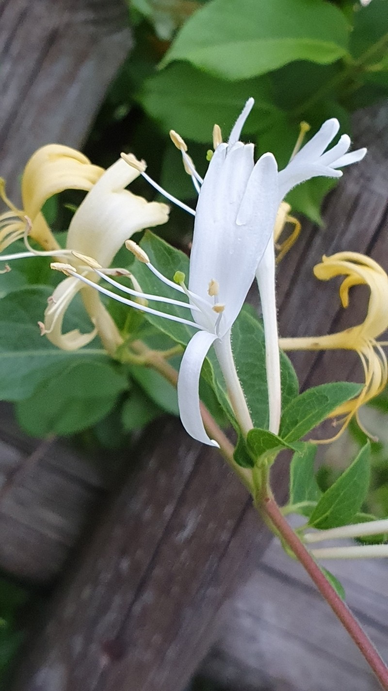 Japanese Honeysuckle photo 6