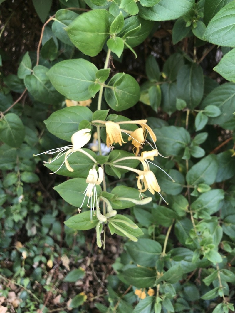 Japanese Honeysuckle photo 7