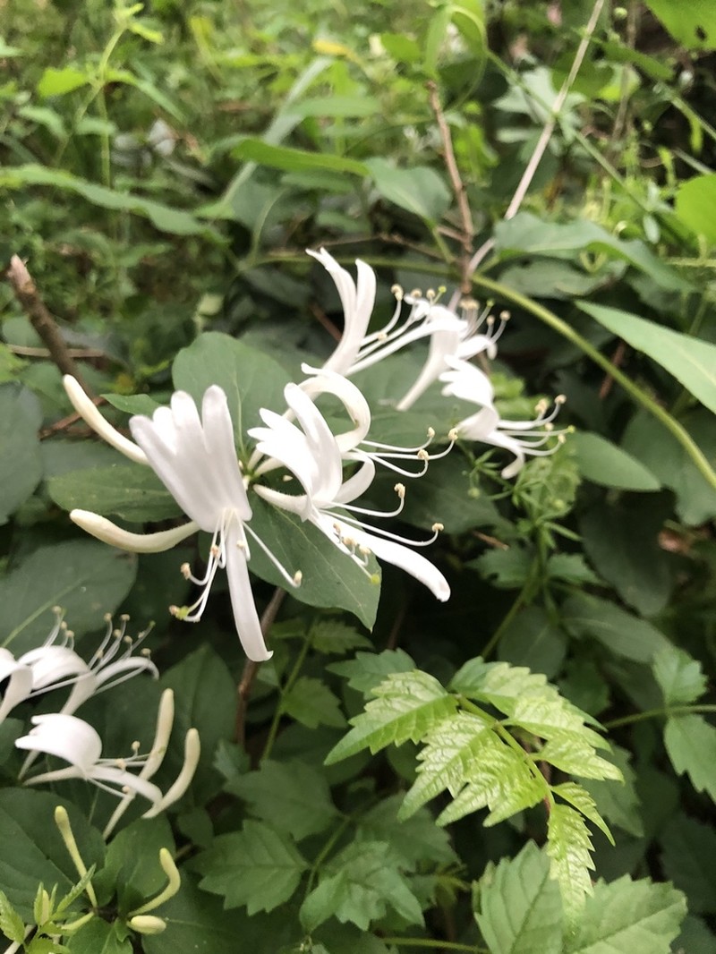 Japanese Honeysuckle photo 8