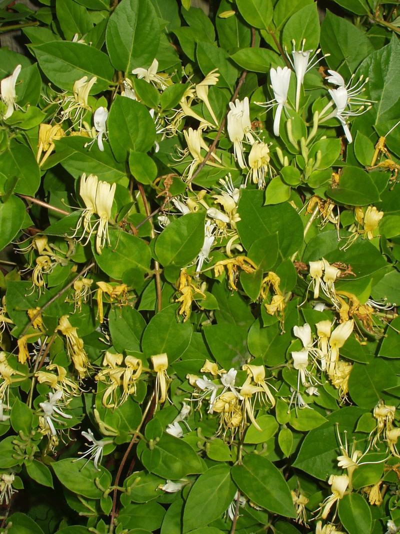 Japanese Honeysuckle photo 2