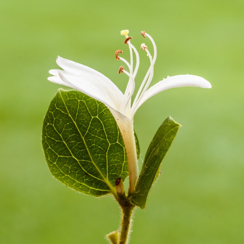 Japanese Honeysuckle photo 3