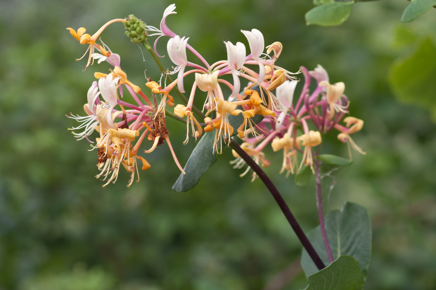 Japanese Honeysuckle photo 5