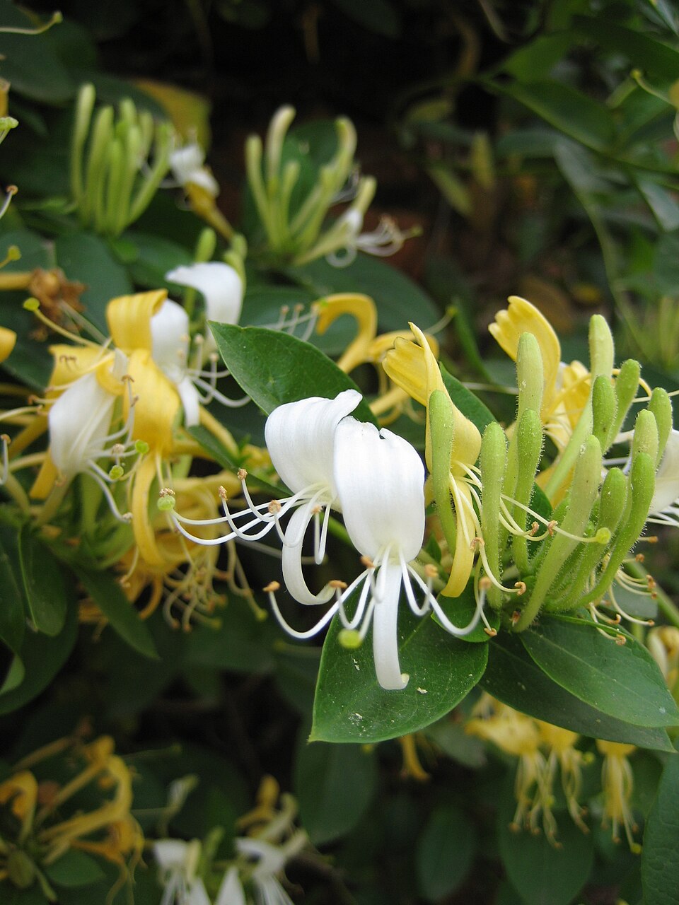 Japanese Honeysuckle photo 6
