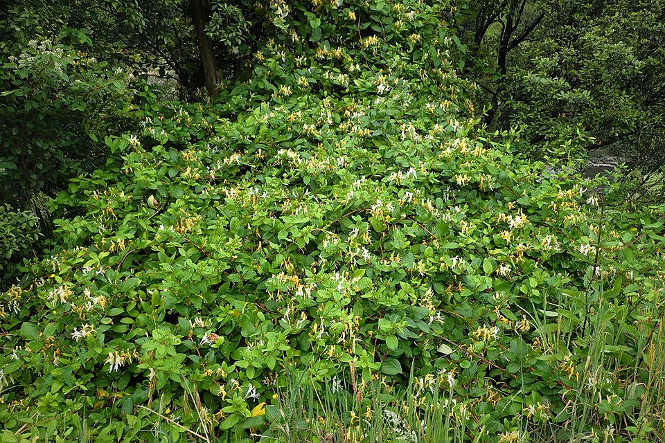 Japanese Honeysuckle photo 7