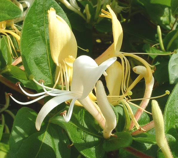 Japanese Honeysuckle photo 8
