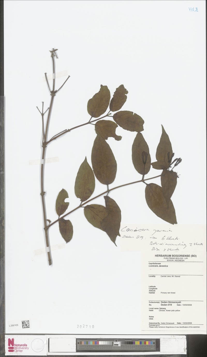 Lonicera javanica