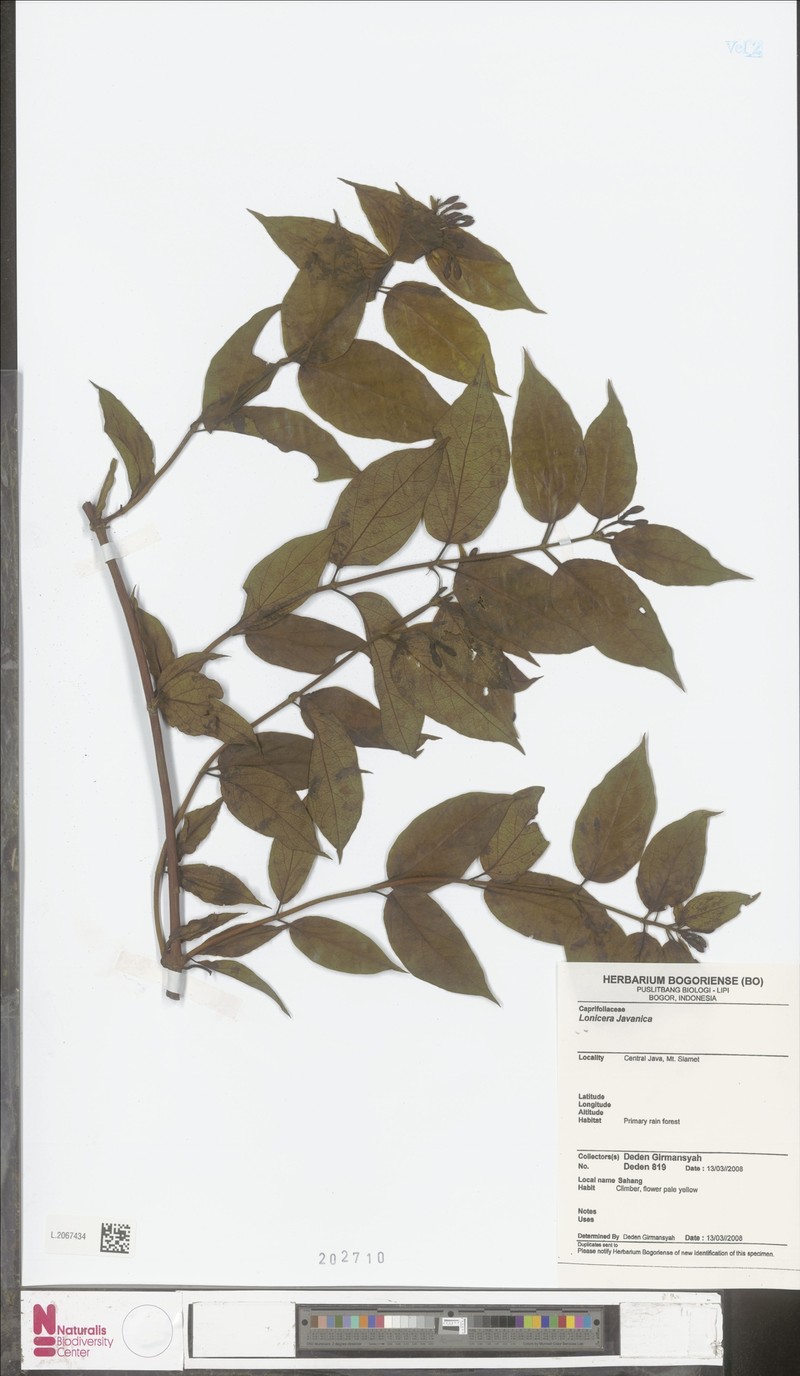 Lonicera javanica photo 2