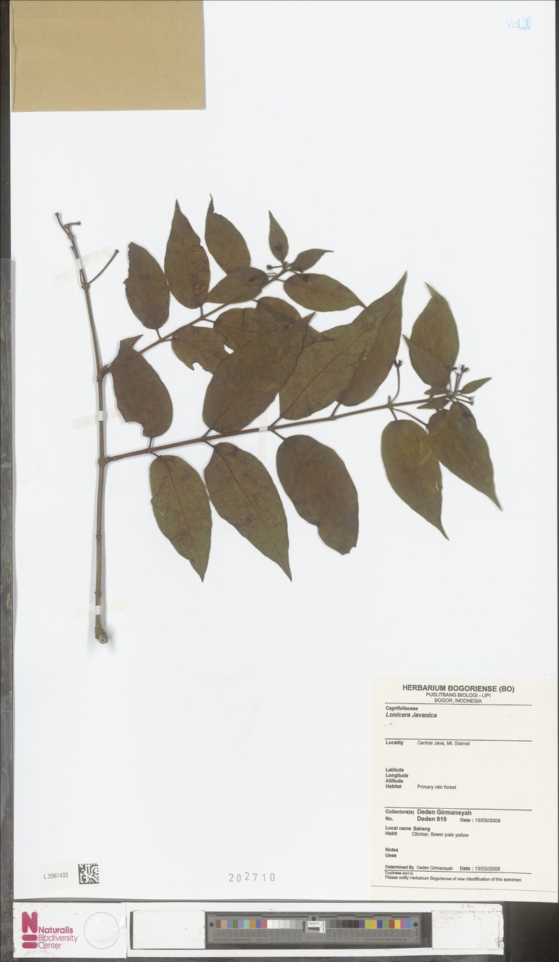 Lonicera javanica photo 3