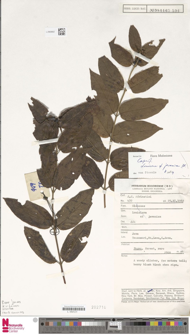 Lonicera javanica photo 4