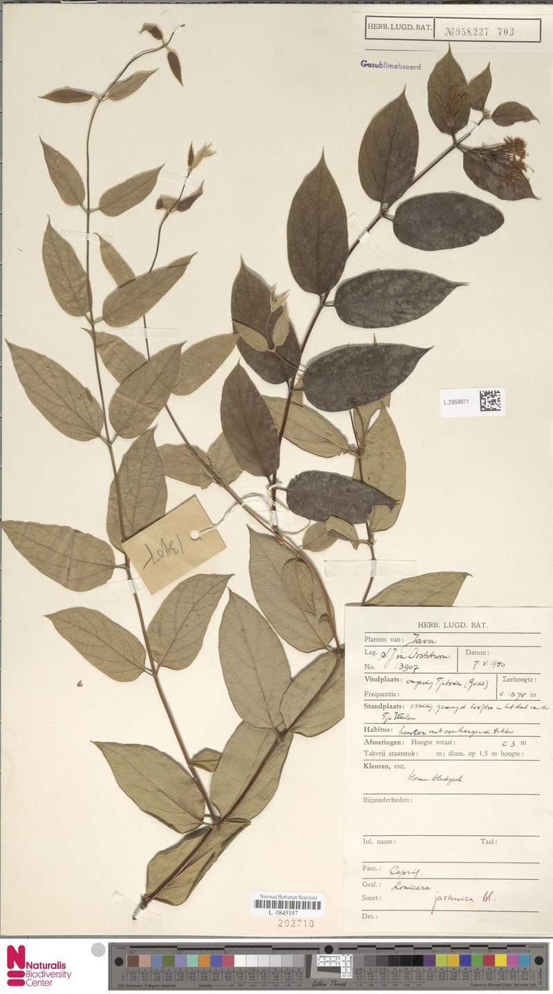Lonicera javanica photo 5