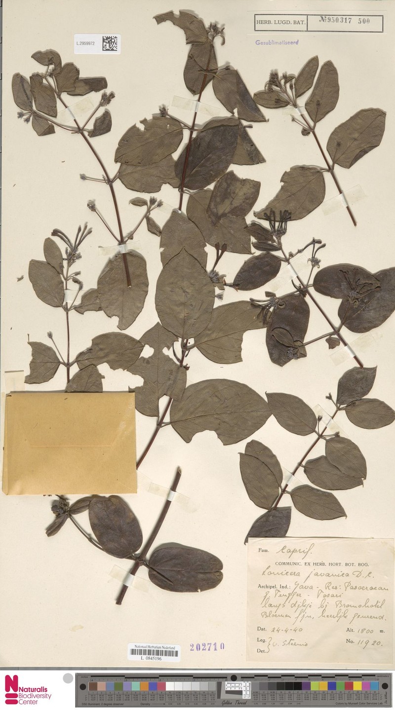 Lonicera javanica photo 6