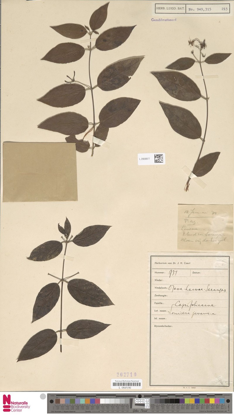 Lonicera javanica photo 7
